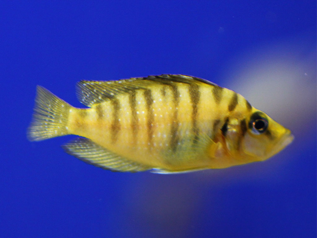 altolamprologus compressiceps