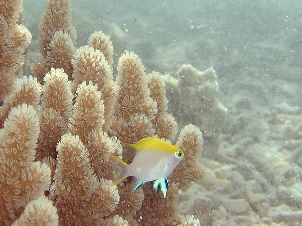 クロスズメダイ